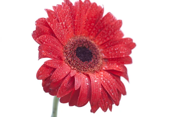 Rode Gerbera Daisy Met Druppels Geïsoleerd Een Witte Achtergrond — Stockfoto