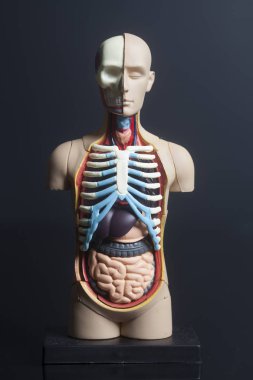 İnsan vücudu anatomisi modeli 