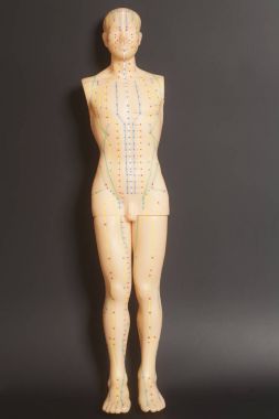 İnsan tıbbi akupunktur modeli 