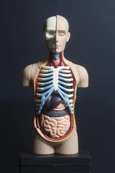 Human Body Anatomy Model — Stock Photo, Image