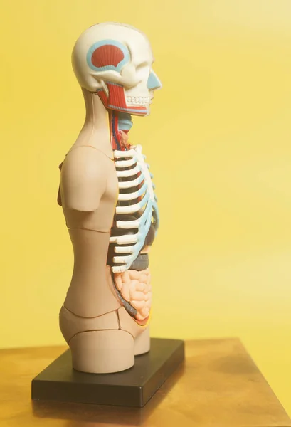 Μοντέλο ανατομίας ανθρώπινου σώματος — Φωτογραφία Αρχείου