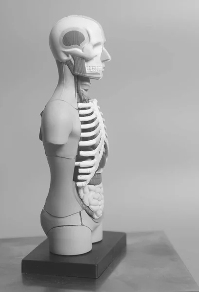 İnsan vücudu anatomisi modeli — Stok fotoğraf