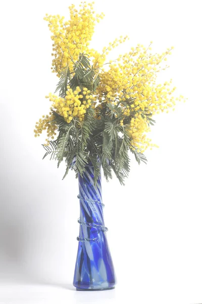 Mimosa flowers bouquet in blue vase — Stock Photo, Image