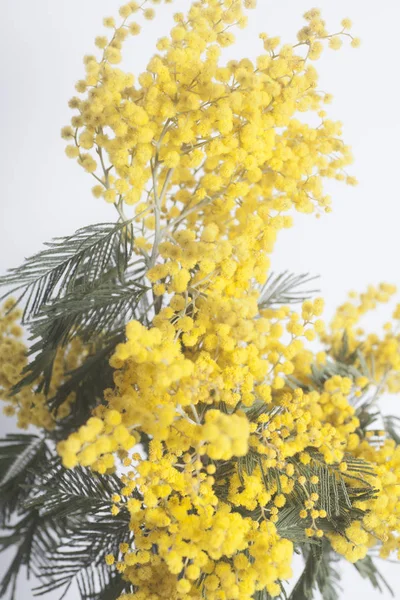 Букет цветов мимозы — стоковое фото