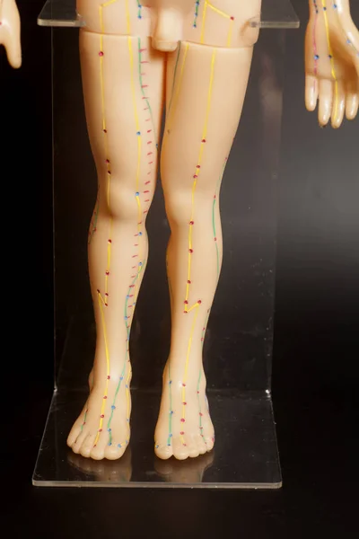İnsan tıbbi akupunktur modeli — Stok fotoğraf