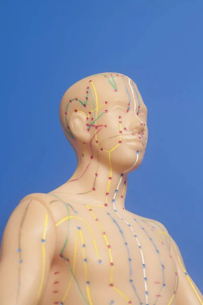 Medical acupuncture model of human — Stock Photo, Image