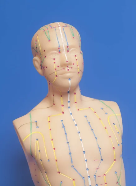 Medical acupuncture model of human — Stock Photo, Image