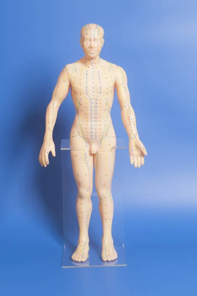 Medische acupunctuur model van menselijke — Stockfoto