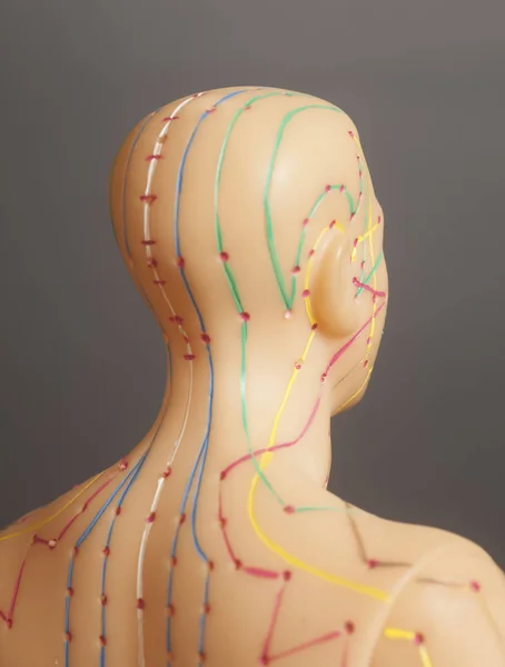 Lékařské akupunkturní model lidských — Stock fotografie