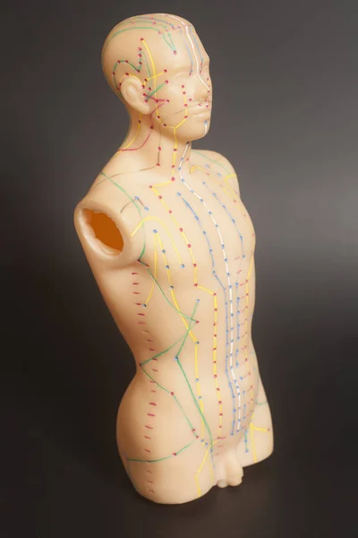 Medizinisches Akupunkturmodell des Menschen — Stockfoto