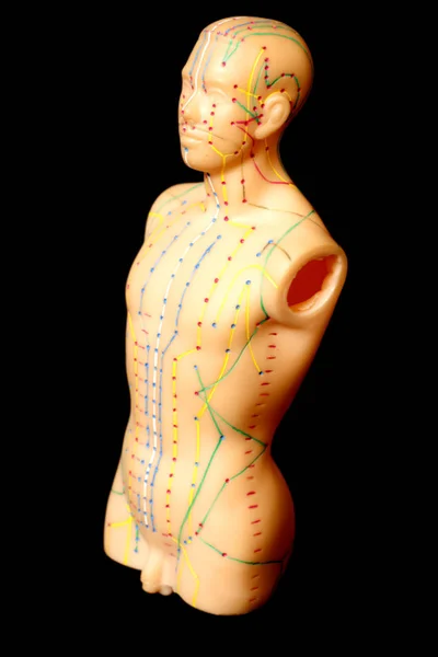 Modelo de acupuntura médica de humanos — Foto de Stock