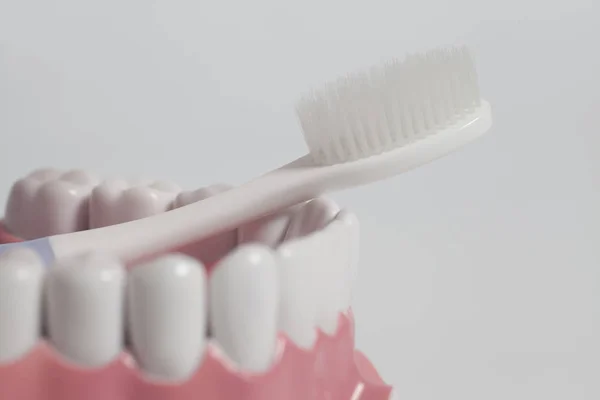 Модель человека с белыми зубными щетками . — стоковое фото