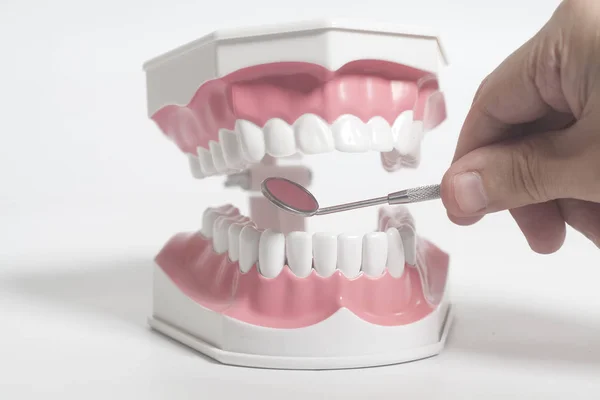Modelo de dientes humanos blancos e instrumentos de espejo dental con la mano del médico sobre fondo blanco . — Foto de Stock