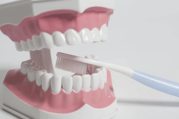 Modelo humano de dientes con cepillo de dientes blanco.Concepto de cuidado dental . — Foto de Stock