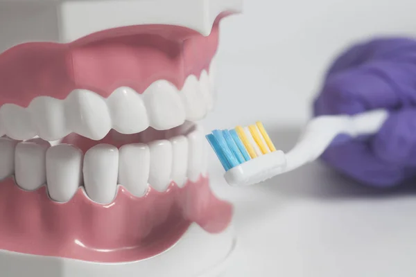 Зубы модели человека с цветной зубной щеткой в hand.Dental концепции ухода — стоковое фото