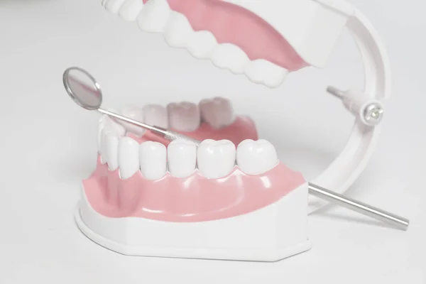 Modelo de dentes humanos brancos e instrumento de espelho dental. Conceito de assistência odontológica . — Fotografia de Stock