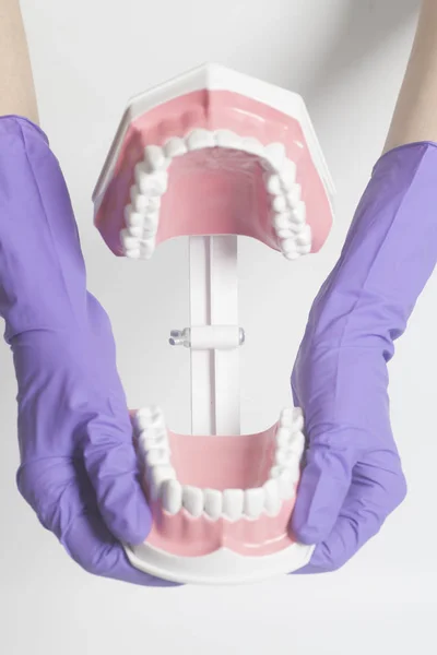 Mano dentista femenina en guantes médicos morados sosteniendo dientes modelo — Foto de Stock