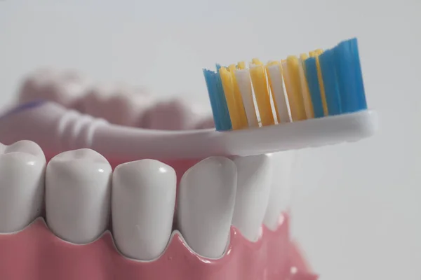 Modelo humano de dientes con cepillo de dientes de color . — Foto de Stock