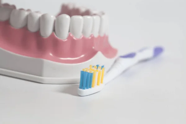 Человеческая Модель Зубов Цветной Зубной Щеткой Концепция Стоматологической Помощи — стоковое фото