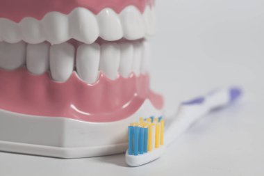 Beyaz bir arka plan üzerinde renkli diş fırçası ile diş insan modeli