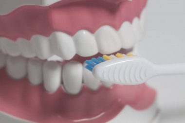 Beyaz bir arka plan üzerinde renkli diş fırçası ile diş insan modeli
