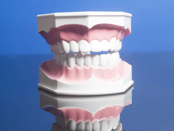 Modelo Dientes Humanos Dentales Sobre Fondo Azul — Foto de Stock