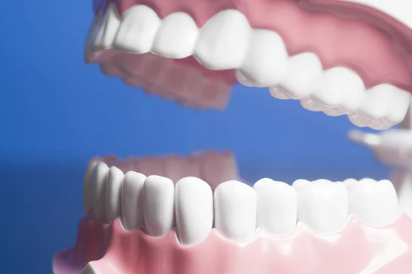 Modelo Dientes Humanos Dentales Sobre Fondo Azul — Foto de Stock