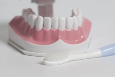 Beyaz diş fırçası ile diş insan modeli.