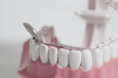 Beyaz insan dişleri modeli ve diş ayna alet. Diş Bakımı kavramı.