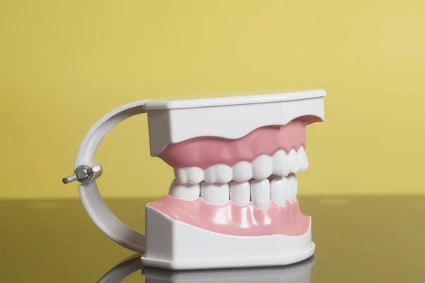 Modelo de dientes humanos dentales — Foto de Stock