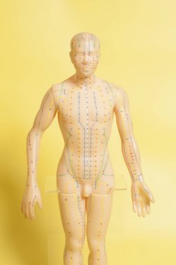 İnsan tıbbi akupunktur modeli