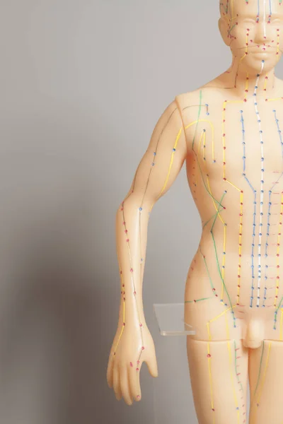 Medical acupuncture model of human — Stock Photo, Image