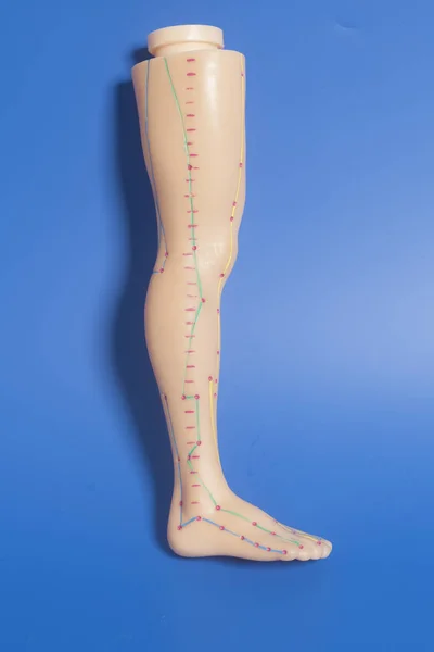 Mavi Arka Plan Üzerinde Insan Bacak Tıbbi Akupunktur Modeli — Stok fotoğraf