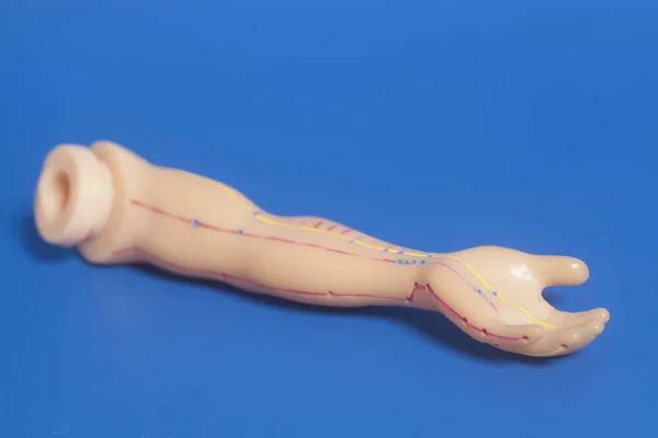 Medycznego Akupunkturę Modelu Ludzkiej Ręki Niebieskim Tle — Zdjęcie stockowe