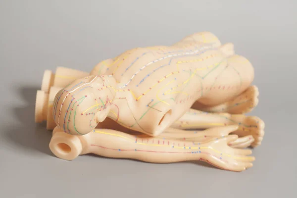 Medical acupuncture model of human and body parts on gray background