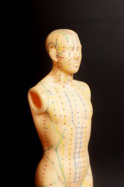 İnsan tıbbi akupunktur modeli