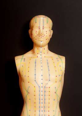 İnsan tıbbi akupunktur modeli