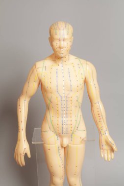 İnsan tıbbi akupunktur modeli