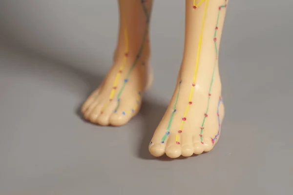 Медицинская акупунктурная модель человеческих ног — стоковое фото
