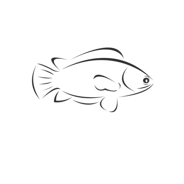 Vector tilapia fish Black. illustration. logo. icon. symbol. on — Stock Vector