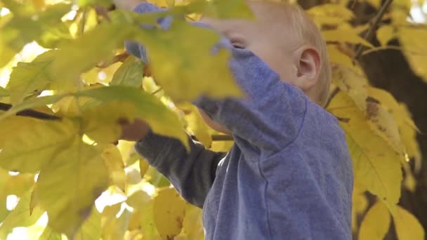 Liten söt ett år gammal baby spelas nära trädet i höstparken. Står på fallna gula blad och ler mot kameran. Närbild, slow motion. — Stockvideo