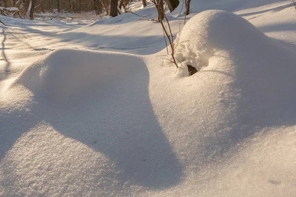 墳丘は雪です。日没 Klevan ウクライナの柔らかな暖かい光とウクライナの雪の森の夜にエロチックな雪の砂丘. — ストック写真