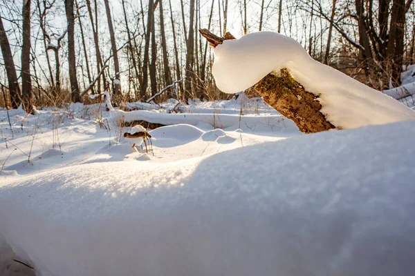 Cumuli di neve. Dune di neve erotiche nella sera boschi innevati ucraini con luce calda morbida del tramonto Klevan Ucraina . — Foto Stock