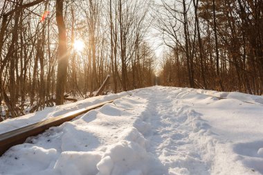 Gerçek doğa harikası - Ukrayna, Klevan Demiryolu boyunca ağaçlarından oluşturulan aşk tüneli. Kış günbatımı kar raylar üzerinde