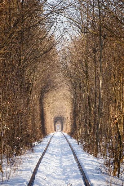 The real natural wonder - love tunnel created from trees along the railway in Ukraine, Klevan. Winter sunset snow on the rails