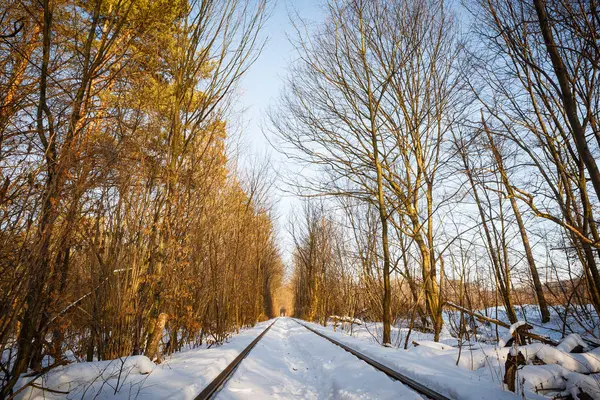 Настоящее чудо природы - любовный туннель, созданный из деревьев вдоль железной дороги в Украине, Клеван. Зимний закат снег на рельсах — стоковое фото