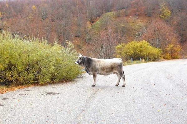 cow in the mountain road