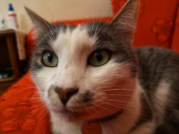 Katze Auf Dem Roten Sofa — Stockfoto