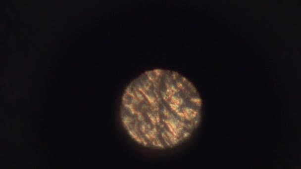 Gros plan coloré de créatures microscopiques 
