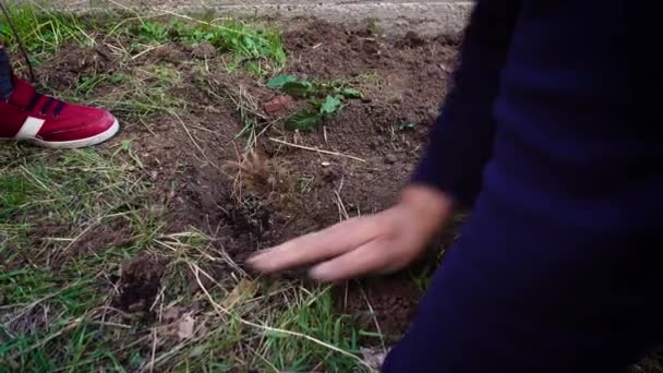 Hombre Adulto Mayor Nieto Plantando Árbol Jardín Temporada Primavera — Vídeo de stock